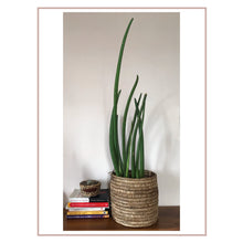 Load image into Gallery viewer, BANANA BARK PLANTER
