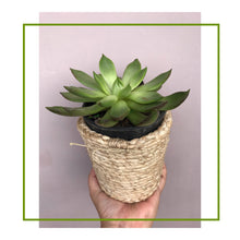 Load image into Gallery viewer, BANANA FIBRE CONTAINER

