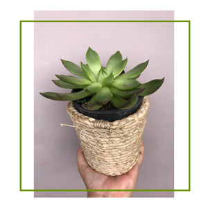BANANA FIBRE CONTAINER