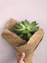 Load image into Gallery viewer, BANANA FIBRE PAPER
